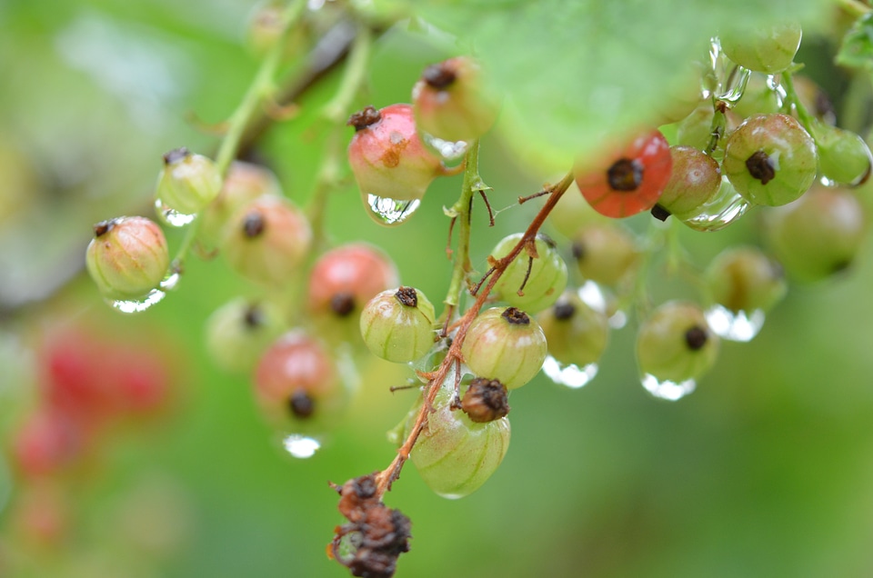 Drop nature wet