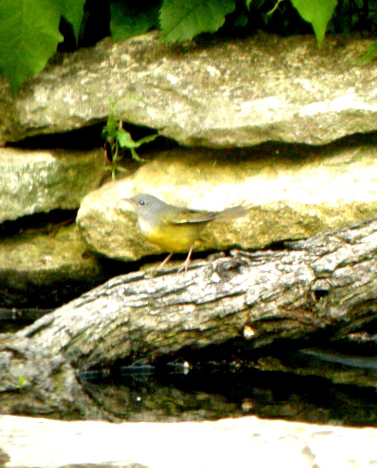 DSCN3377 c Mourning Warbler  Kankakee IL 5-29-2014 (Photo thru bins)