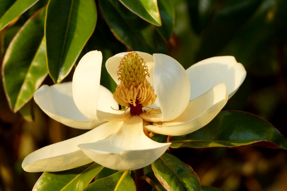 Day 128 - Magnolia