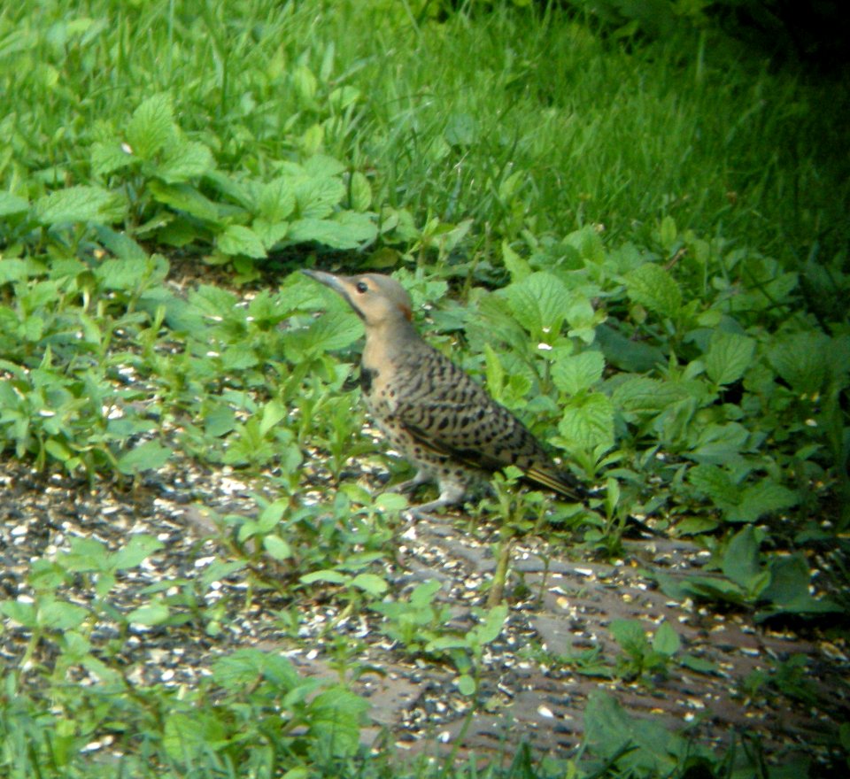 DSCN3493 c Northern Flicker  Kankakee IL 6-25-2014 (Photo thru bins)