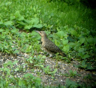 DSCN3493 c Northern Flicker  Kankakee IL 6-25-2014 (Photo thru bins)