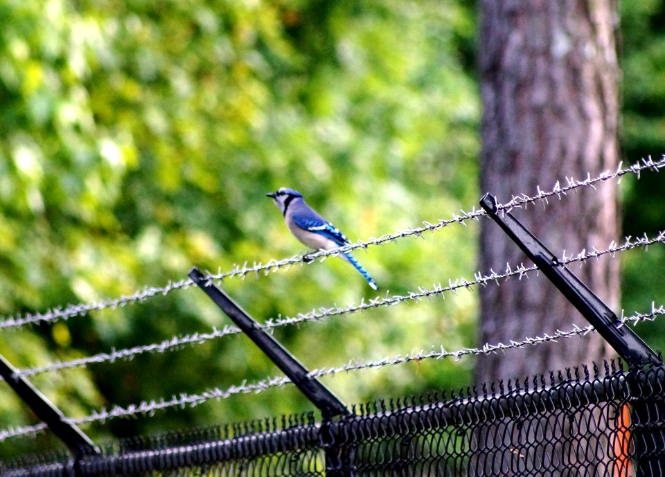 Day 133 - Barbed Wire Blue Jay