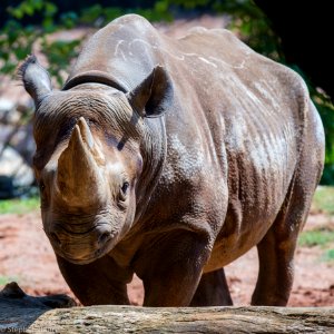Zoo Atlanta Rhino photo