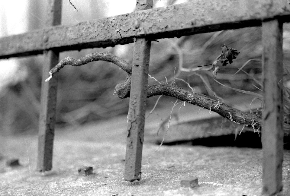 Praktica MTL 5 with Industar-61L/Z-MC - A Twig