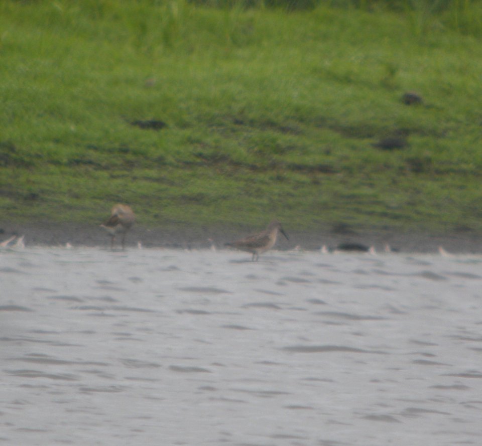 DSCN4055 c Stilt Sandpiper  Bourbonnais IL 8-24-2014