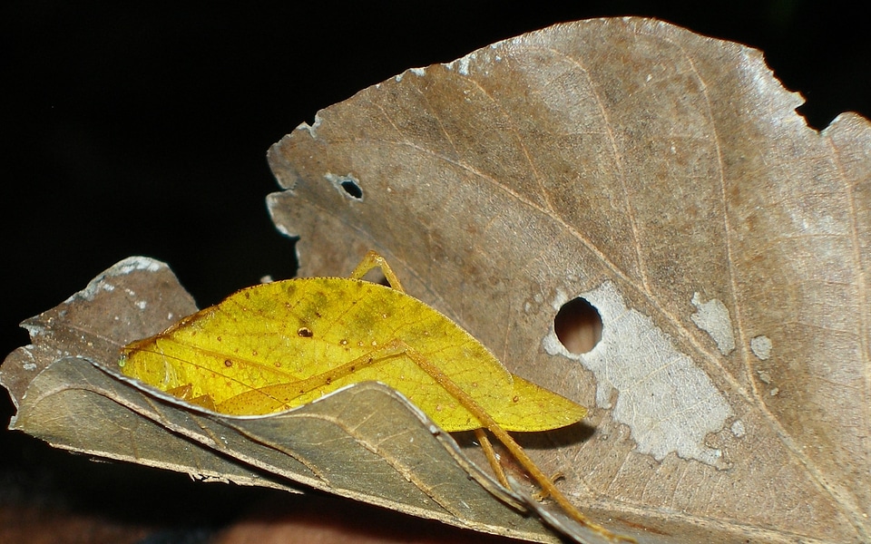 Bug insect leaf