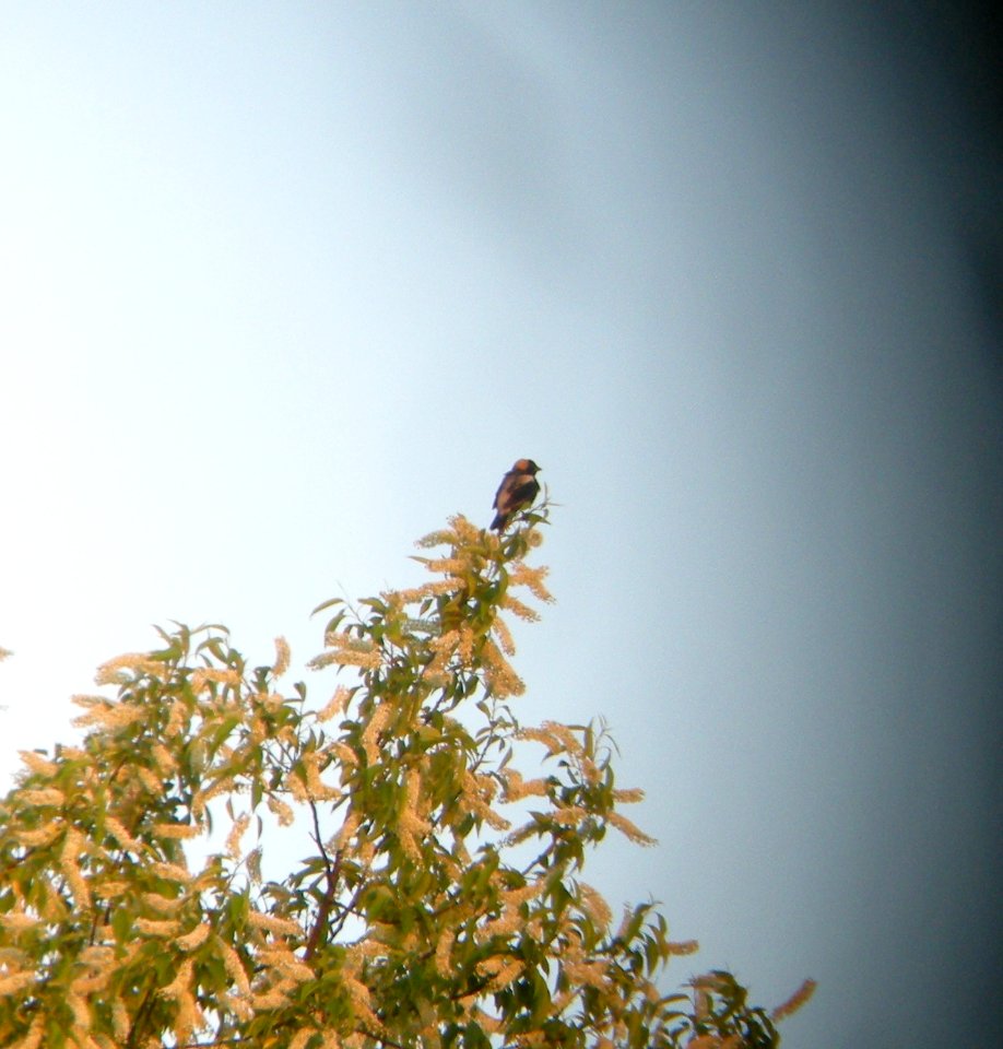 DSCN3282 c Bobolink  Bourbonnais IL 5-22-2014 (Photo thru bins)