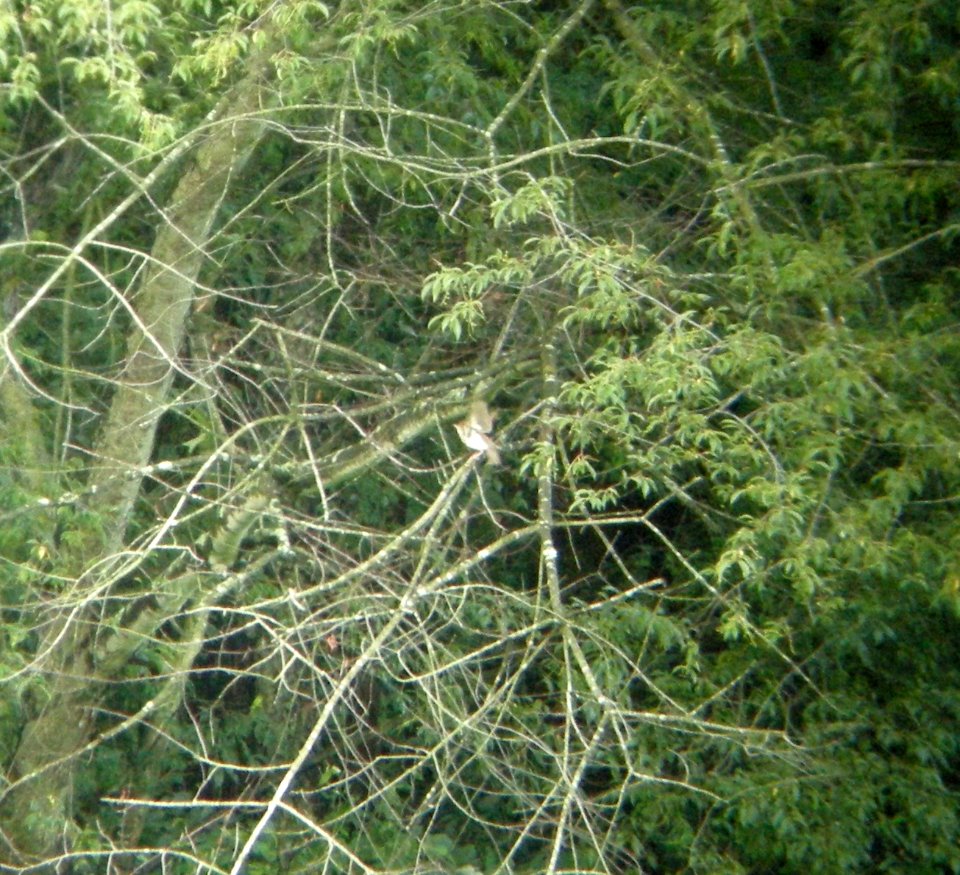 DSCN3524 c Veery Hse Kankakee IL 7-1-2014