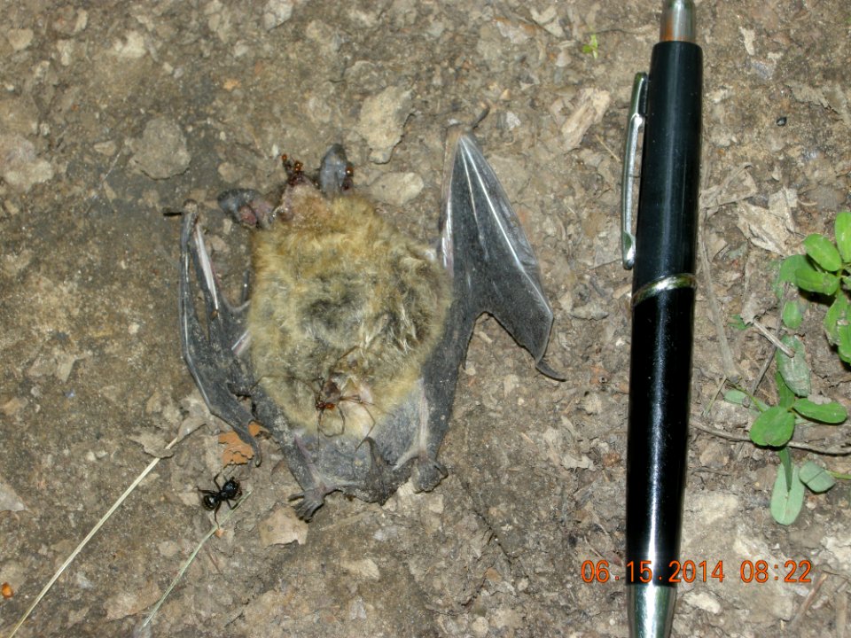 DSCN3430 Bat Kankakee River SP 6-15-2014