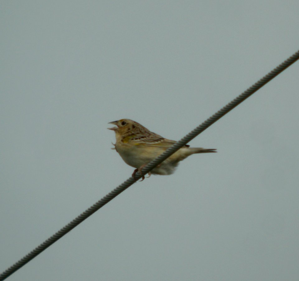 DSCN3456 c Grasshopper Sparrow Iroquois Co SWA IL 6-17-2014