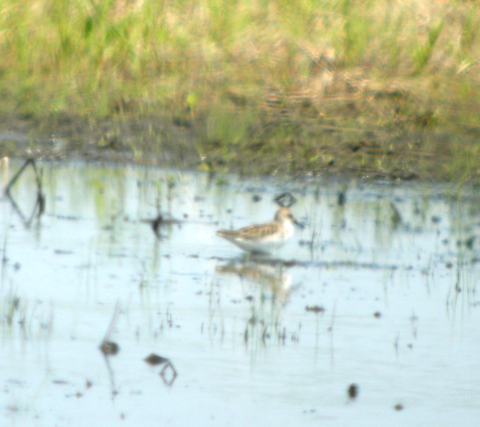 DSCN3285 c Semipalmated Sandpiper  Bourbonnais IL 5-21-2014