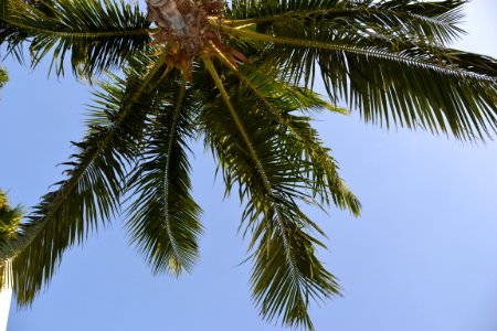 Palmeira vista de um ângulo diferente