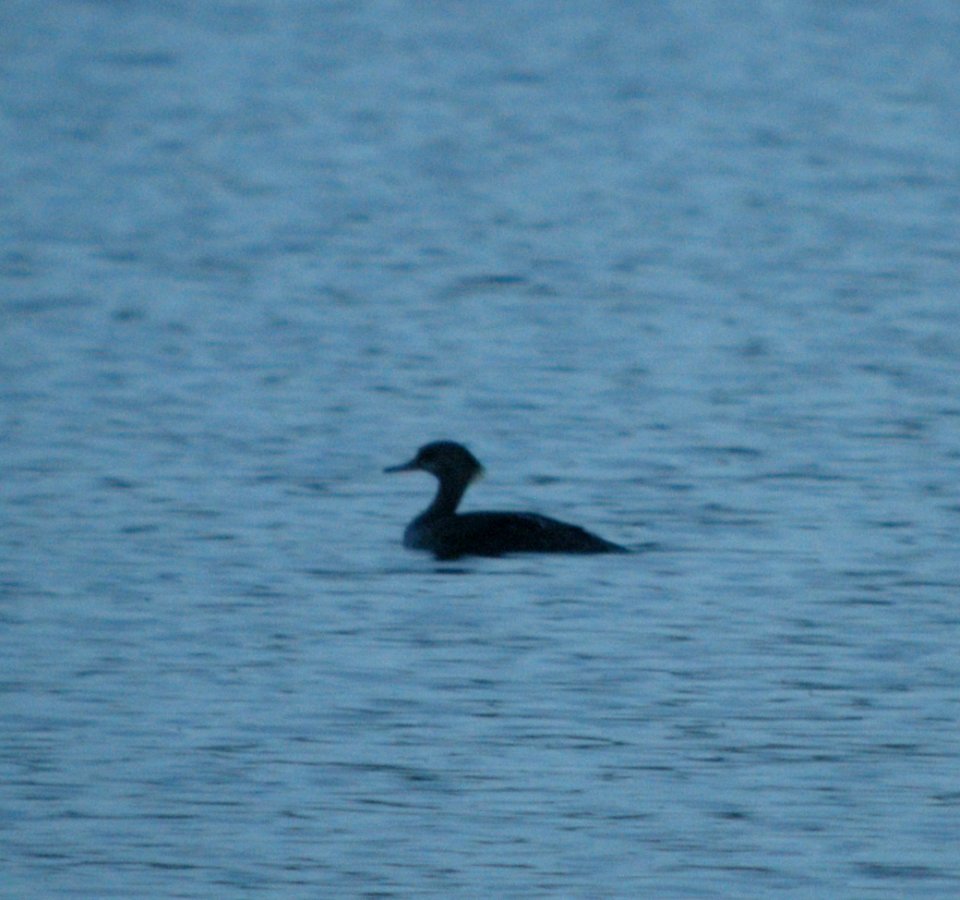 DSCN3348 c Red-breasted Merganser Willow Slough FWA IN 5-27-2014