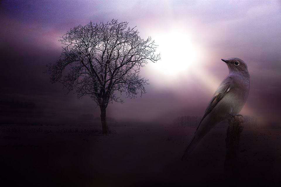 Animal plumage sky
