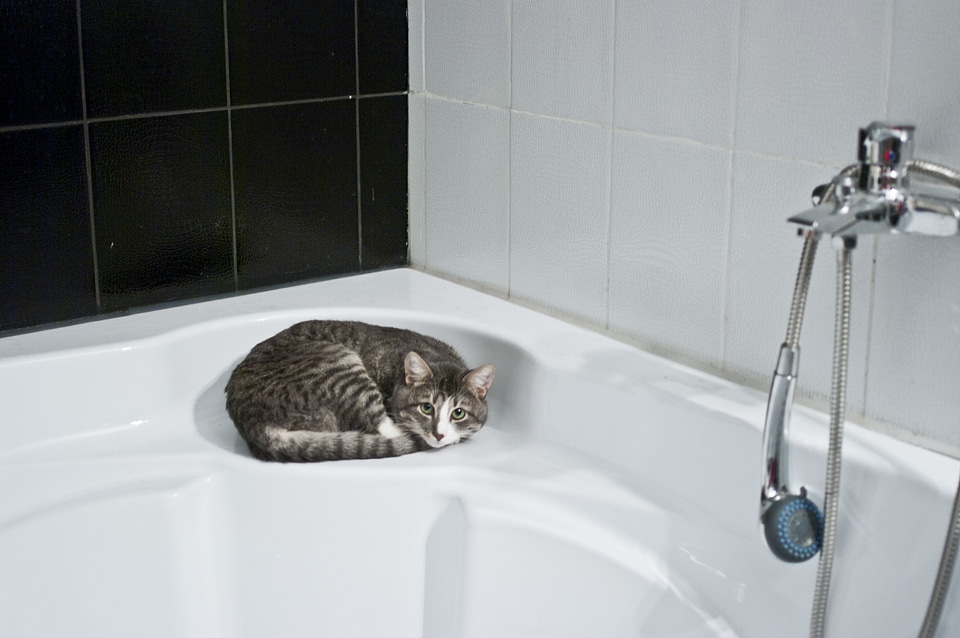 Cat bathroom shower head