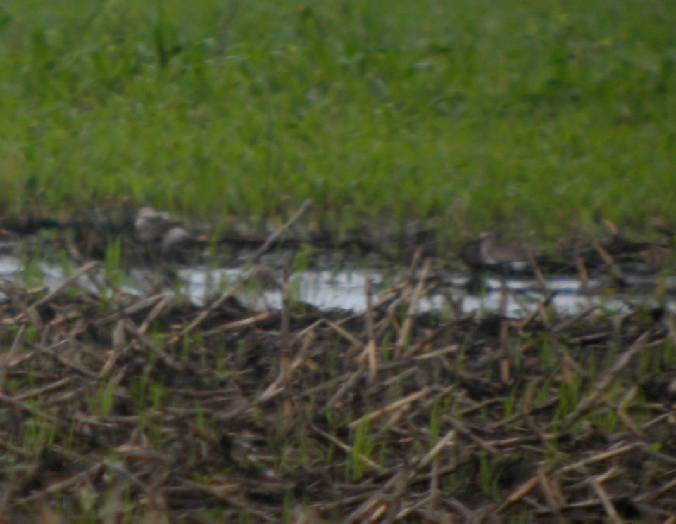 DSCN3470 c Black-bellied Plover  Bourbonnais IL 6-24-2014