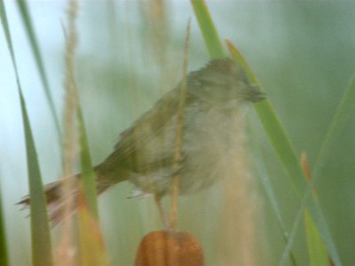 DSCN3715 c Swamp Sparrow TNC Kankakee Sands IN 7-30-2014