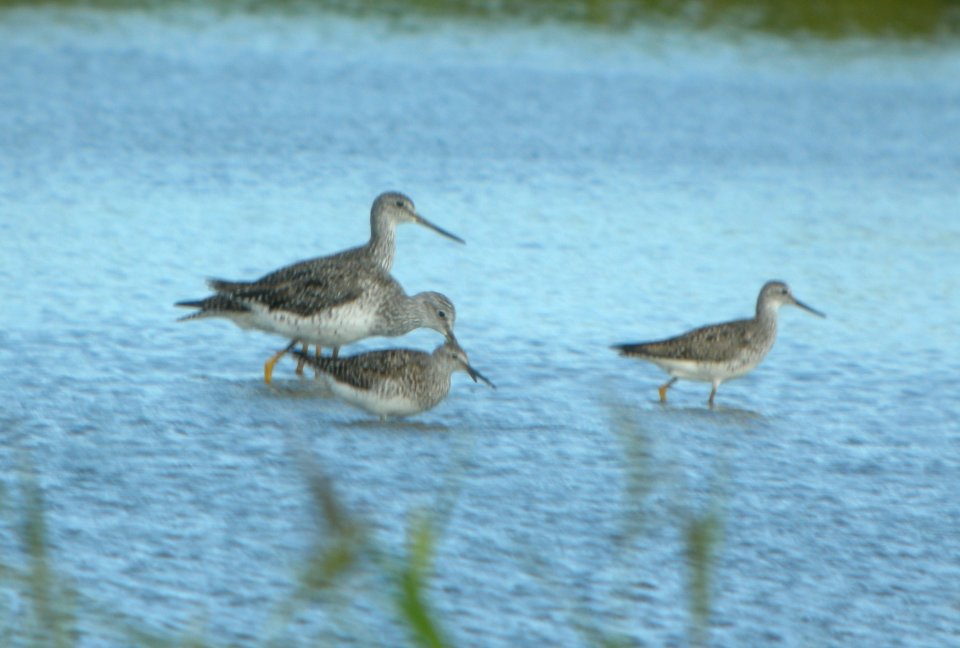DSCN3664 c Greater & Lesser Yellowlegs   Bourbonnais IL 7-23-2014