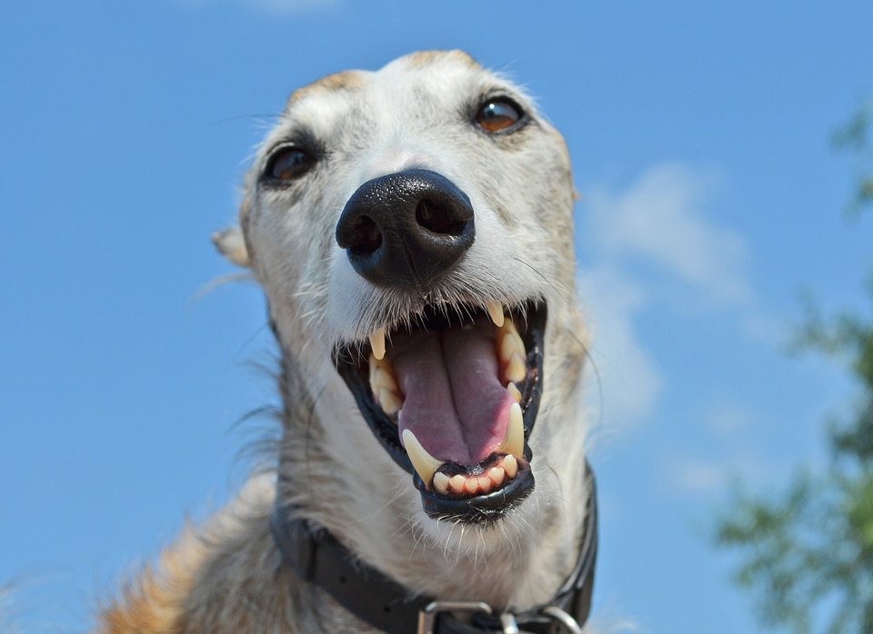 Spanish greyhound snout tooth