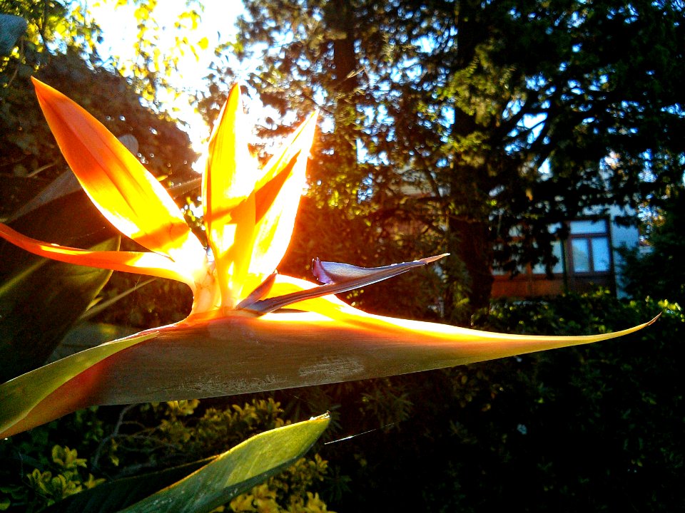 Hermosa flor pájaro iluminada por el Sol sólo ella, resaltando con su intenso naranja sobre el fondo verde de las plantas, incluyendo la propia.