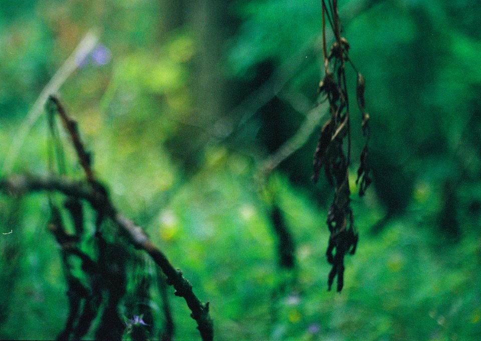 Exa + Tessar 2,8/50 - Transience Cycle