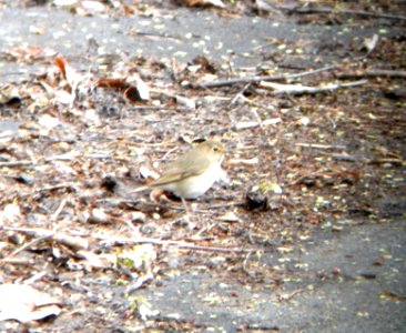 DSCN3075 c Swainson's Thrush Bourbonnnais IL 5-2-2014 (Photo thru bins)