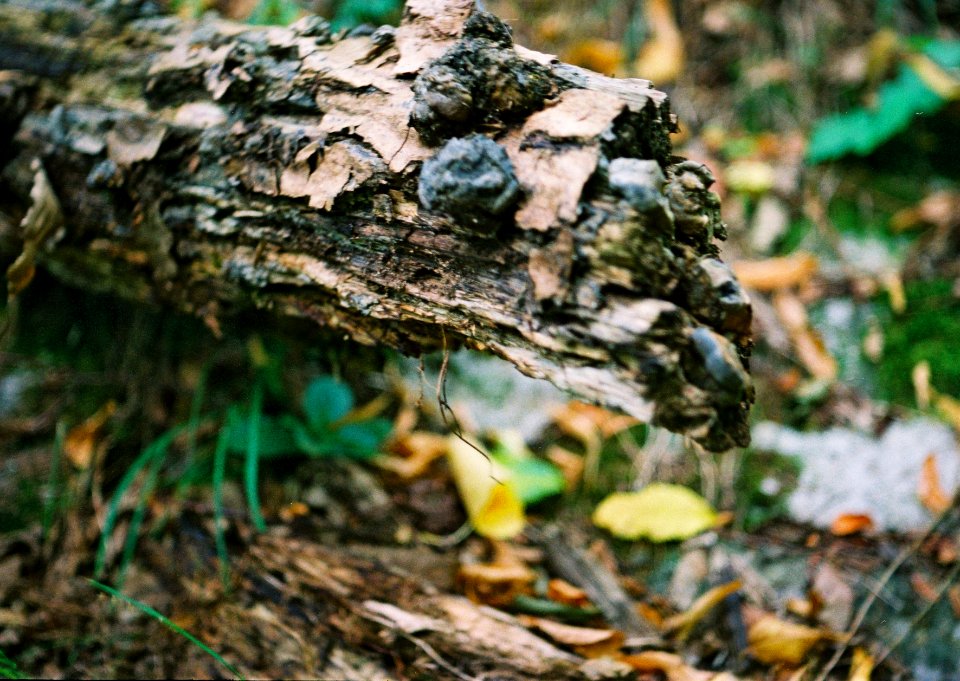 Exa + Tessar 2,8/50 - Transience Cycle
