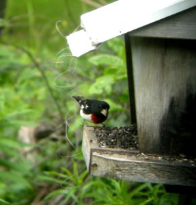 DSCN3407 c Rose-breasted Grosbeak  Kankakee IL 6-11-2014 (Photo thru bins)