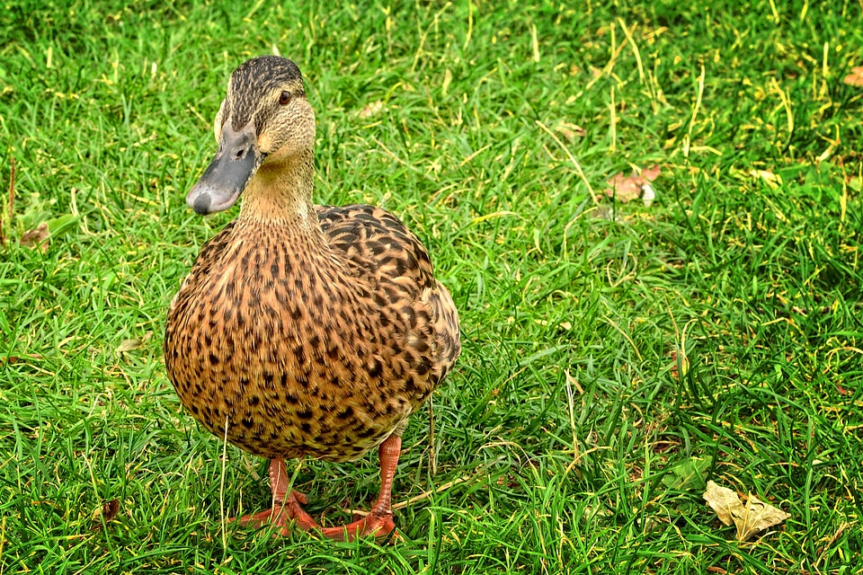 Female water bird duck bird