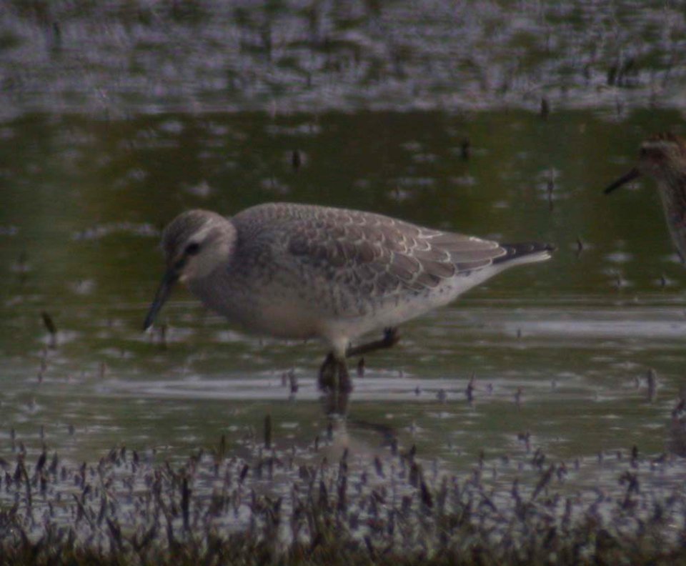 DSCN3898 csm RedKnot H & E Sod Momence IL 9-3-04