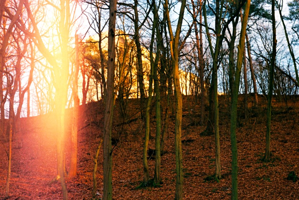 Praktica MTL3 + Edixa-Iscotar - Sunset Flare