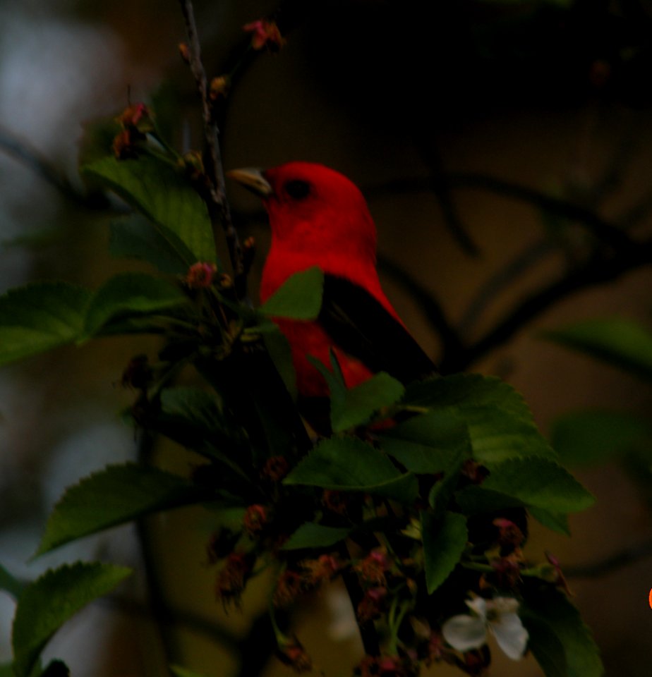 DSCN3223 c Scarlet Tanager  Kankakee IL 5-12-2014