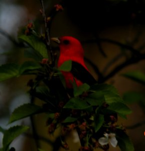 DSCN3223 c Scarlet Tanager  Kankakee IL 5-12-2014