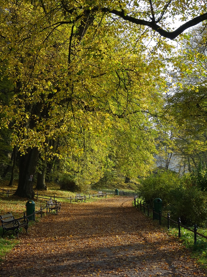 Nature walkway alley