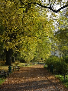 Nature walkway alley
