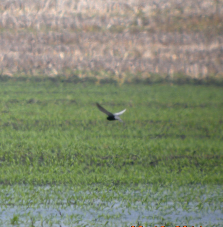 DSCN3444 c Black Tern  Bourbonnais IL 6-12-2014
