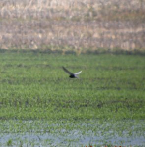 DSCN3444 c Black Tern  Bourbonnais IL 6-12-2014