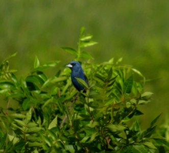 DSCN3477 c Blue Grosbeak Willow Slough FWA IN 7-1-2014