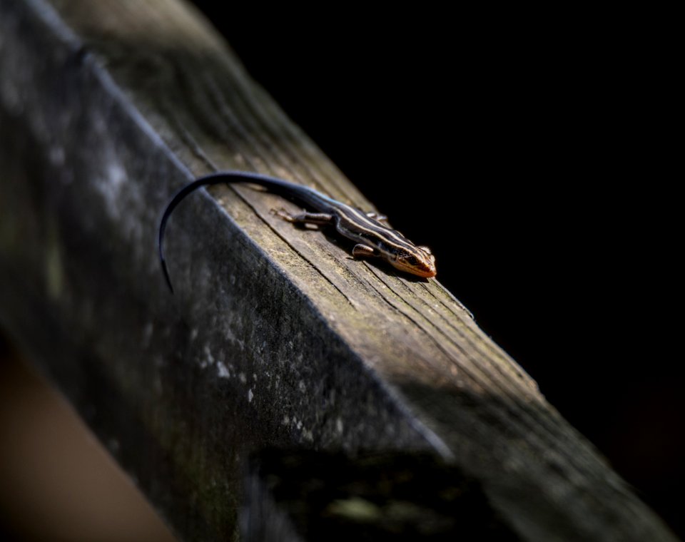 Blue-tailed Skink