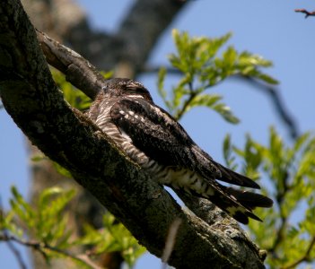 DSCN3247 c Common Nighthawk  Kankakee IL 5-18-2014