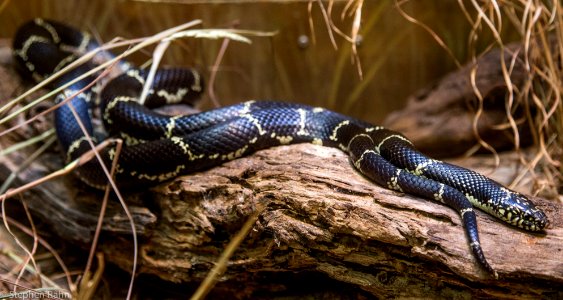 Zoo Atlanta King Snake photo