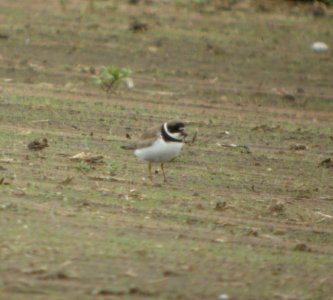 DSCN3887 c Semipalmated Plover  Momence IL 8-10-2014