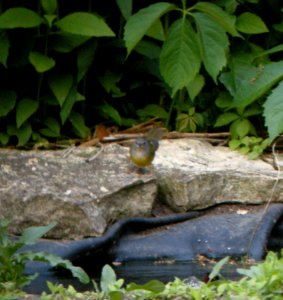 DSCN3375 c Mourning Warbler  Kankakee IL 5-29-2014 (Photo thru bins)