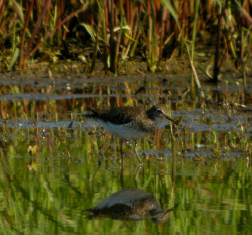 DSCN3484 c Solitary Sandpiper  Bourbonnais IL 7-11-2014
