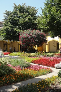 Garden flowers colorful