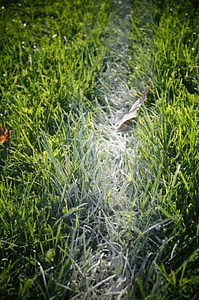 The pitch the court lines grass