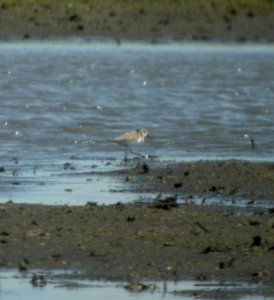 DSCN3427 c Semipalmated Sandpiper Bourbonnais IL 6-8-2014