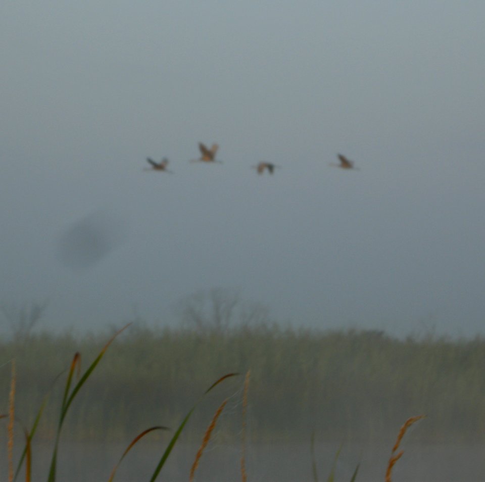DSCN3797 c Sandhill Crane TNC Kankakee Sands IN 8-4-2014