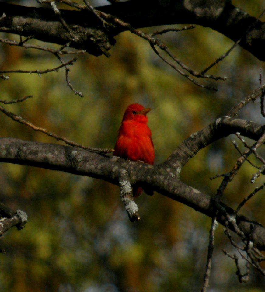 DSCN3257 c Summer Tanager  Willow Slough FWA IN 5-19-2014