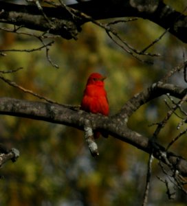 DSCN3257 c Summer Tanager  Willow Slough FWA IN 5-19-2014